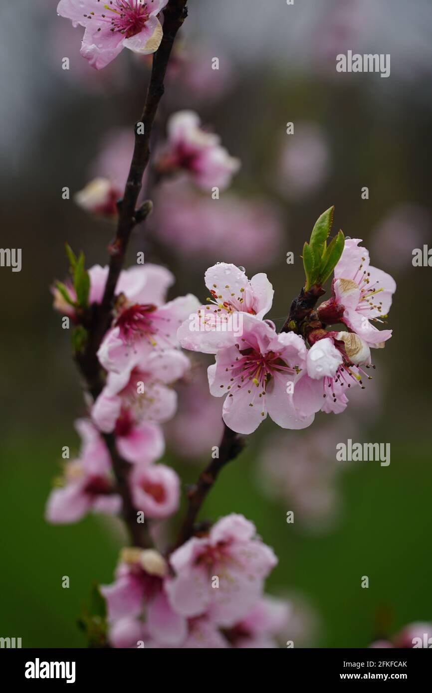A sprig of nectarine with blooming flowers with raindrops on the petals. Latin name - Prunus persica var. nucipersica Stark Red Gold. Blurred backgrou Stock Photo