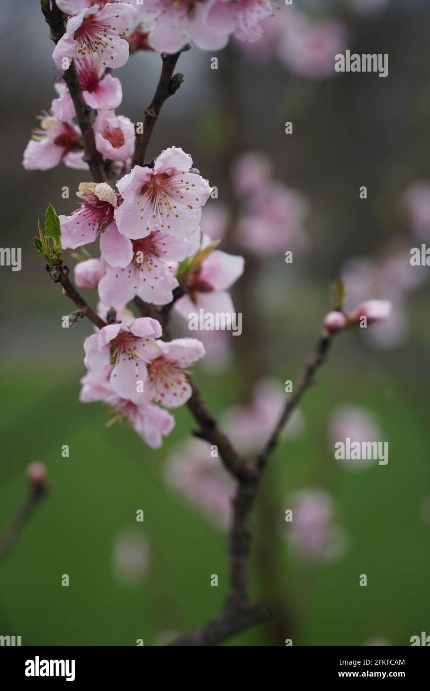 A sprig of nectarine with blooming flowers with raindrops on the petals. Latin name - Prunus persica var. nucipersica Stark Red Gold. Blurred backgrou Stock Photo