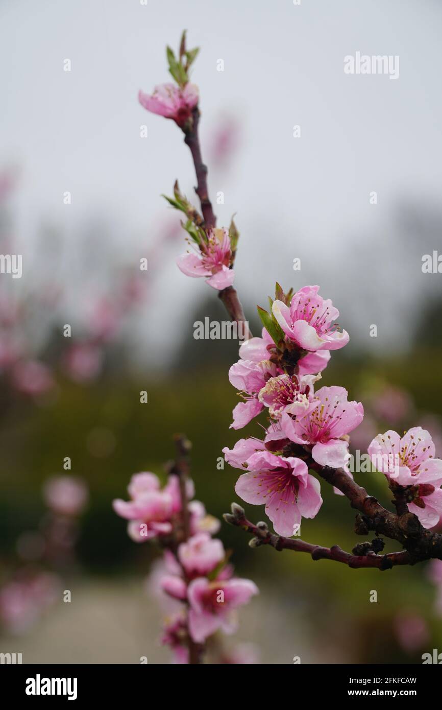 A twig of peach with blooming flowers with raindrops on the petals. Latin name - Prunus persica var. platycarpa Saturn. Blurred background with copy s Stock Photo