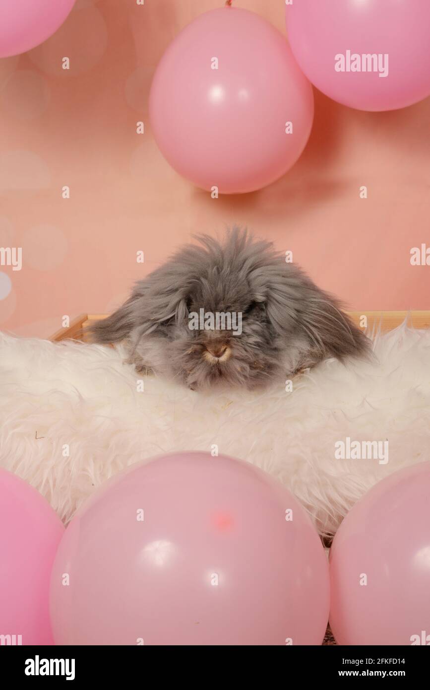 Rabbit birthday with balloons Stock Photo - Alamy