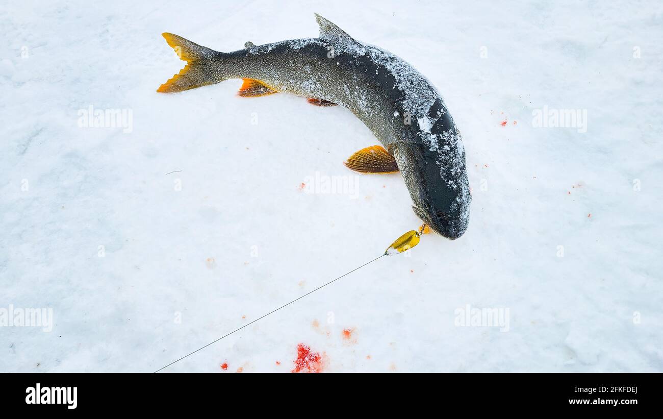 Lake trout caught while ice fishing in northwest territories Canada, still  has lure in the fish's mouth laying on the ice with some blood on ice Stock  Photo - Alamy