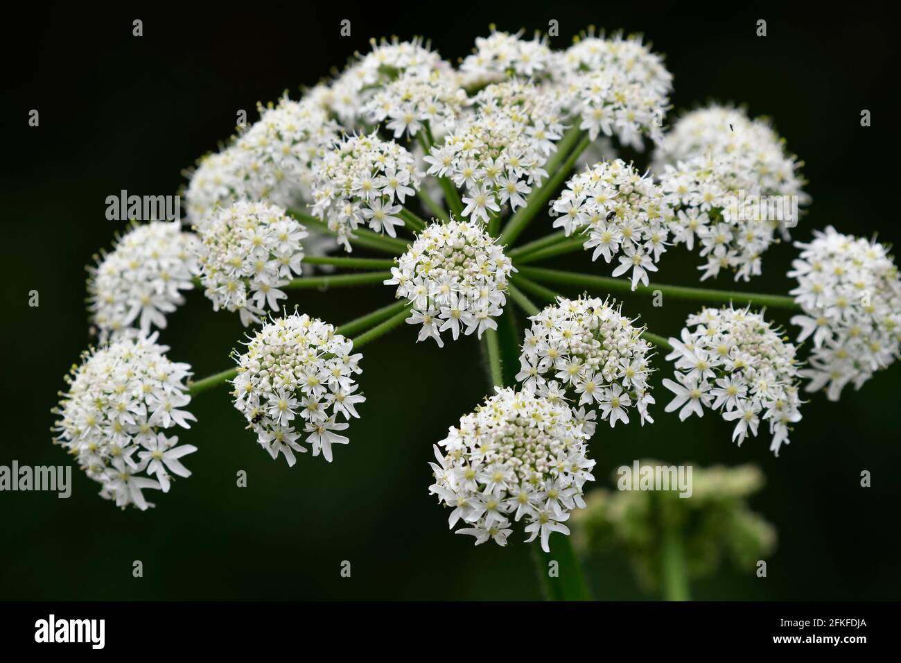 Flowers and Plants UK Stock Photo - Alamy
