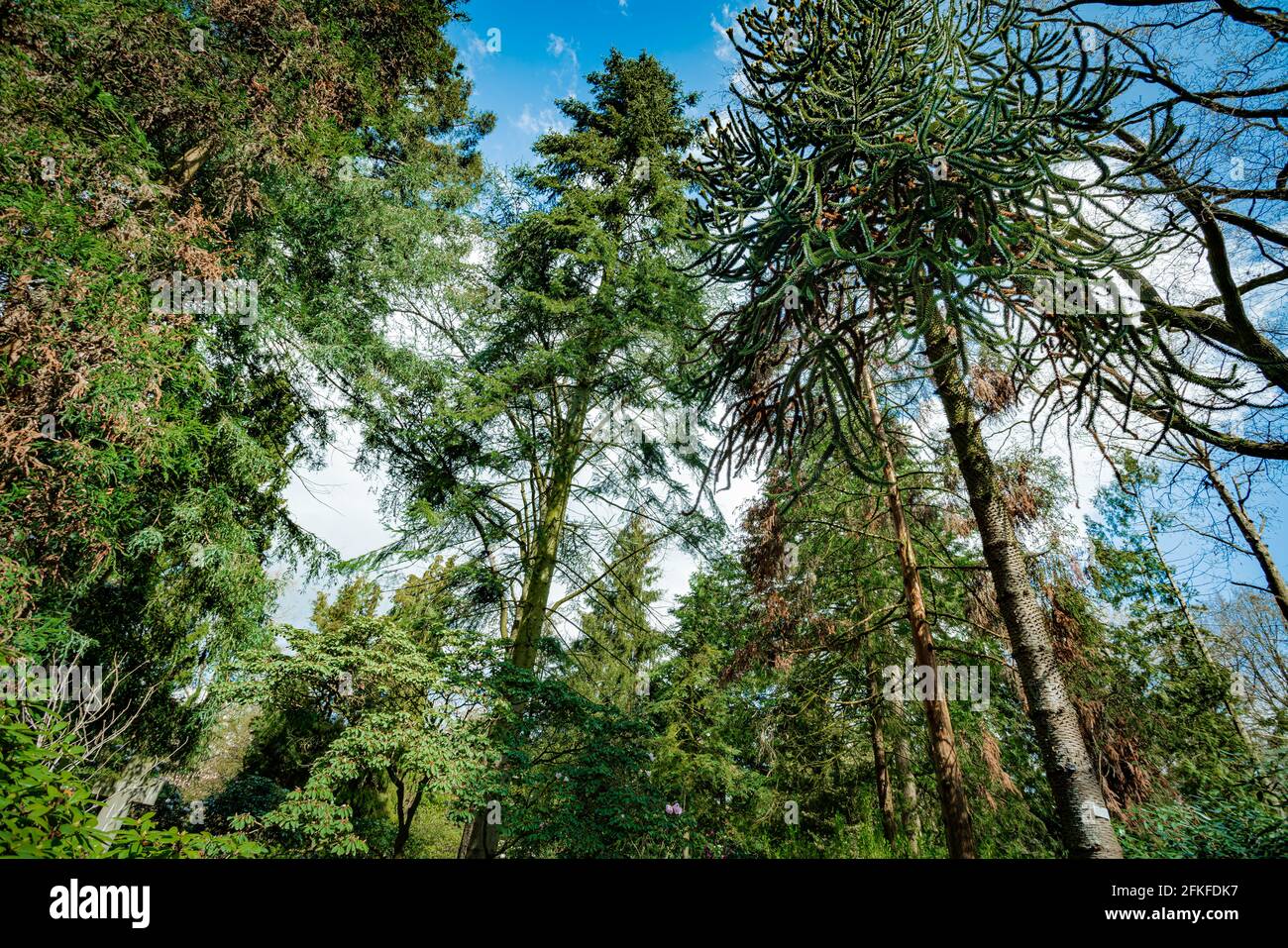 Green wild forest hi-res stock photography and images - Alamy
