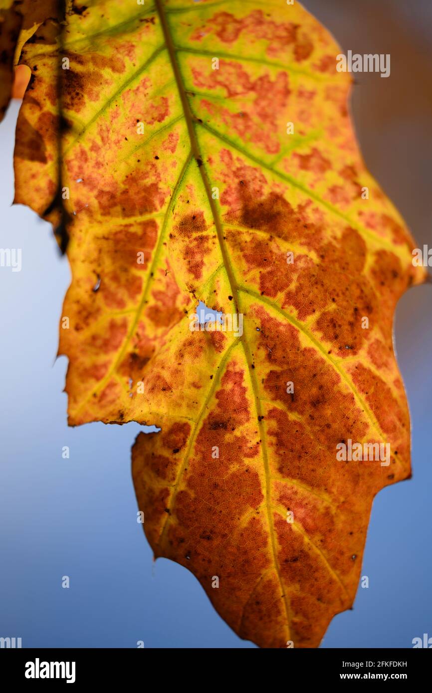 Flowers and Plants UK Stock Photo Alamy