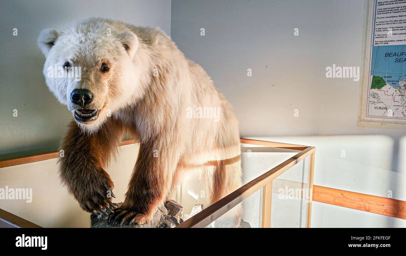 Ulukhaktok Northwest territories Canada February 12 2021: Polar bear-  grizzly hybrid stuffed at the Ulukhaktok airport a rare animal Stock Photo  - Alamy, image size:1300x821