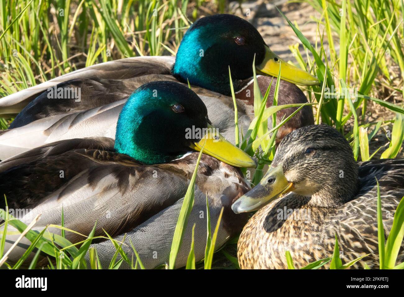 Mallard Duck Male Female Anas platyrhynchos Ducks Napping in Spring Reeds Waterfowl Stock Photo