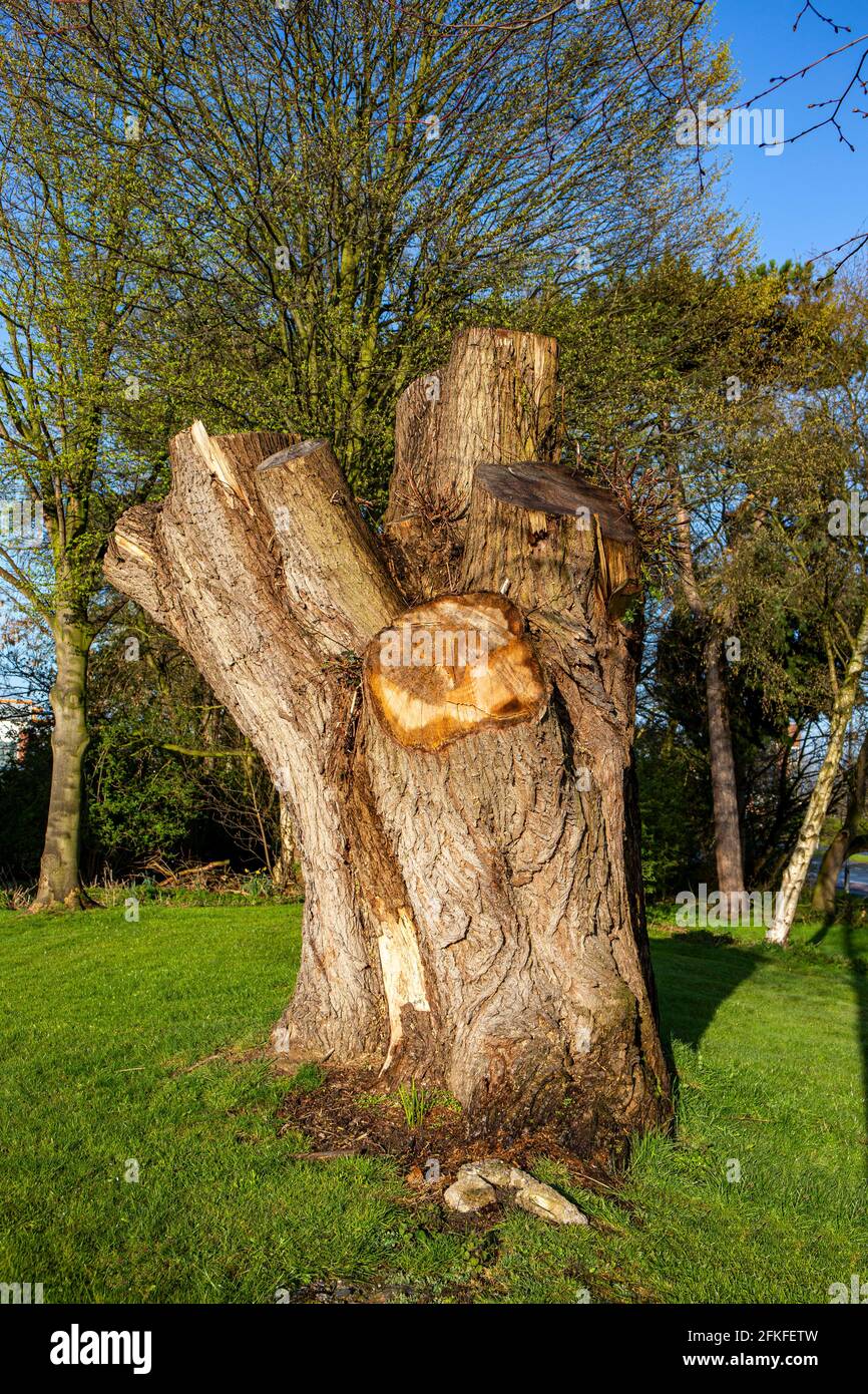 Cut tree stump in Crewe Cheshire UK Stock Photo