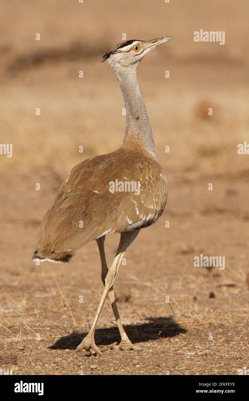 Arabian Bustard in Awash National Park in Ethiopia Stock Photo - Alamy