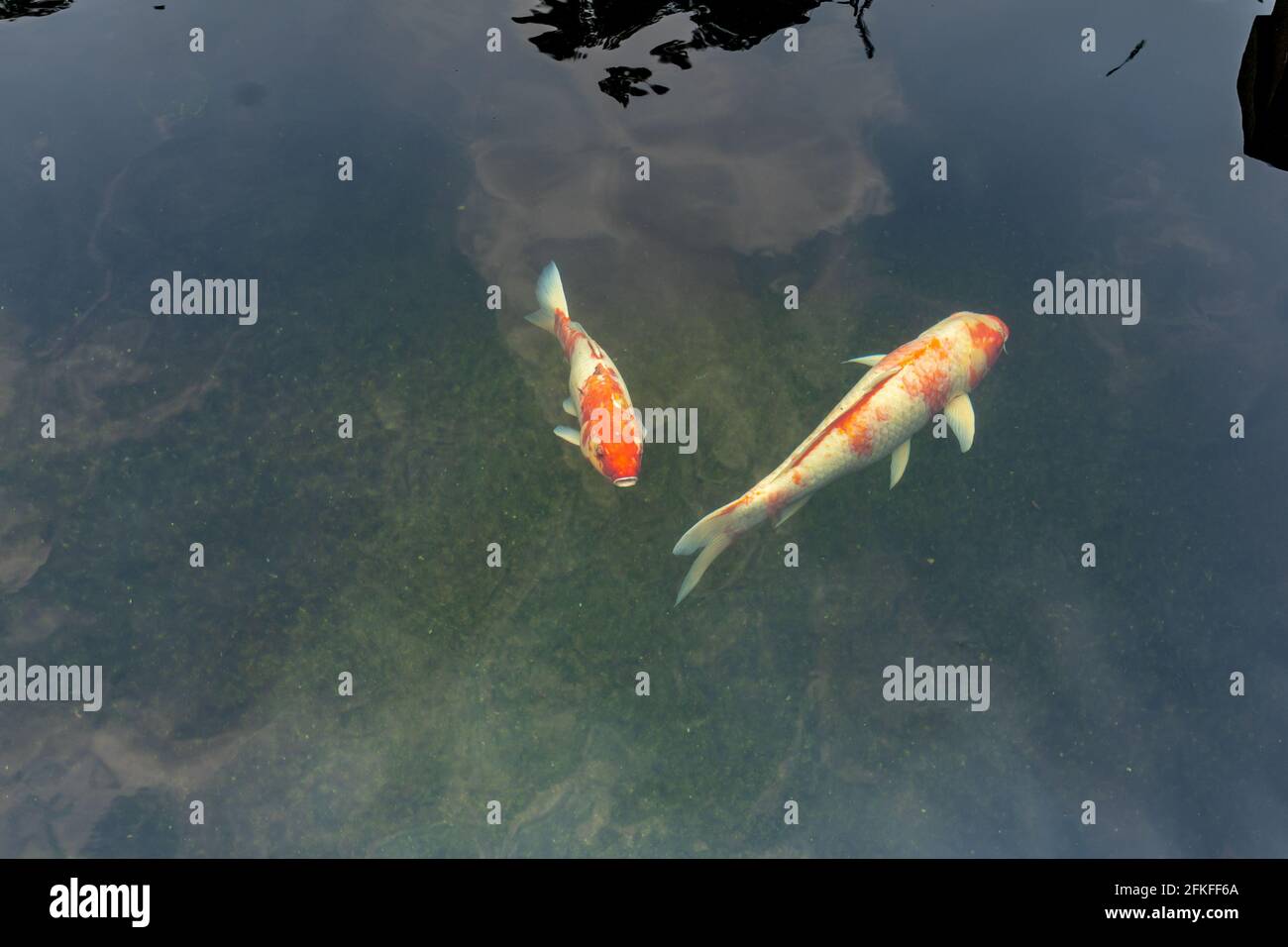 Two fancy Koi fish swimming in the pond outdoors Stock Photo - Alamy