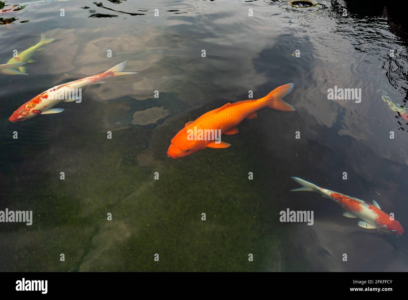 A few orange koi clearance