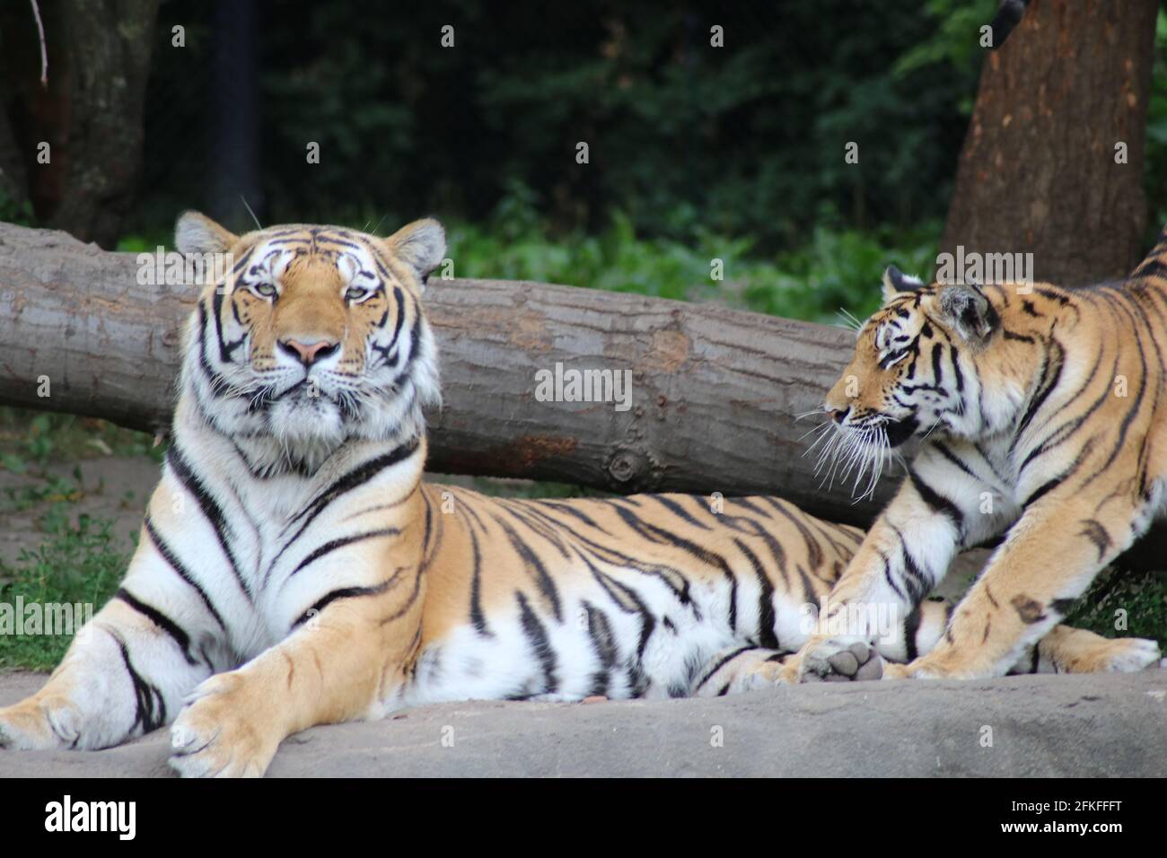 Portraits of tigers  -  Portrait von Tigern Stock Photo