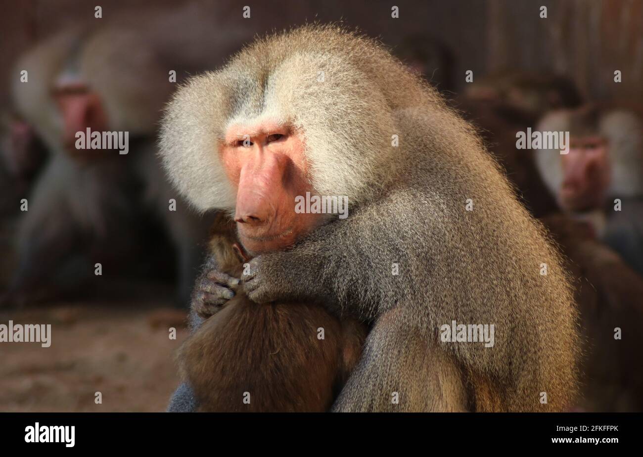 Baboons/ Paviane Stock Photo
