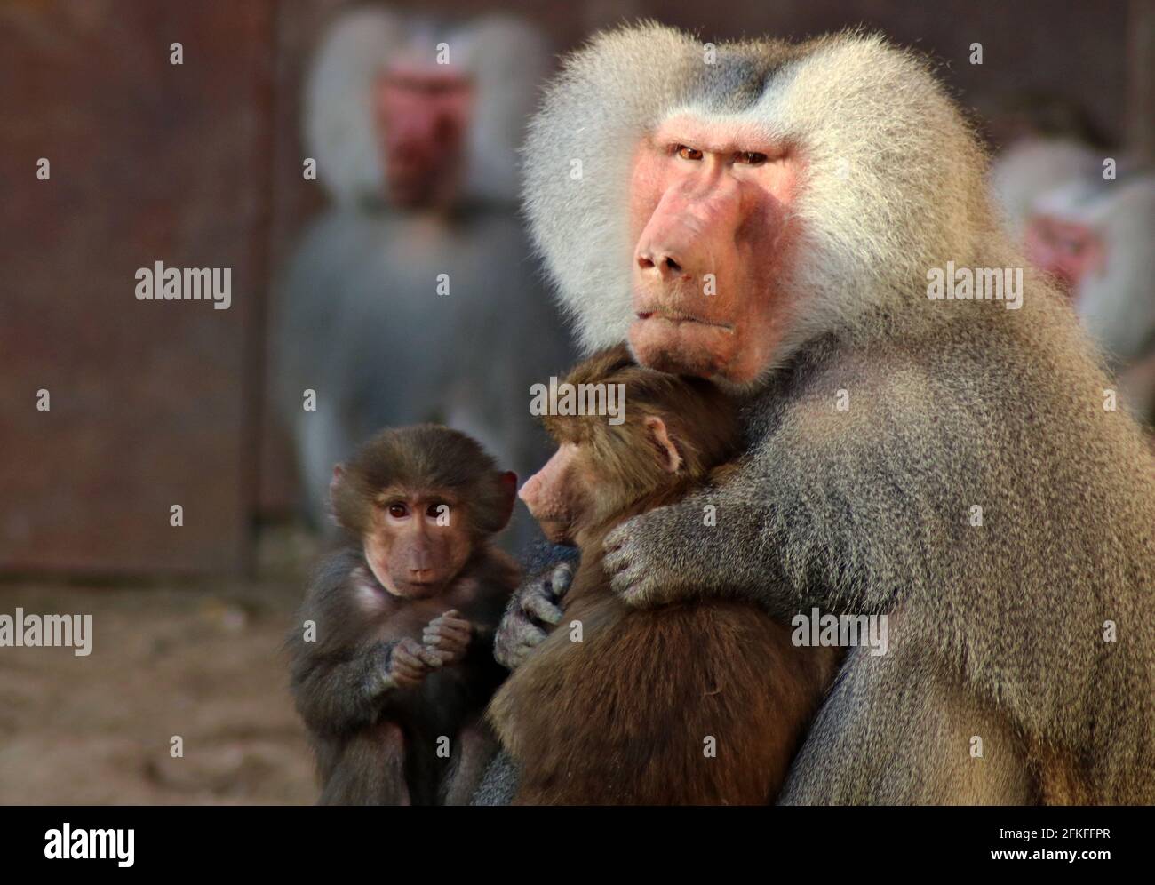 Baboons/ Paviane Stock Photo
