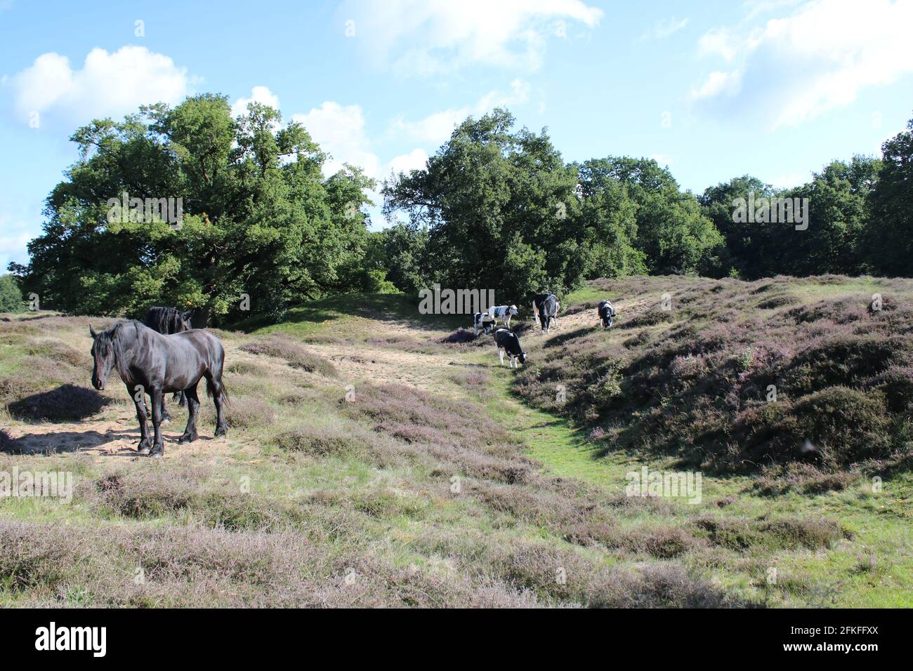 Pferde in der Heide bei Meppen/ Emsland Stock Photo