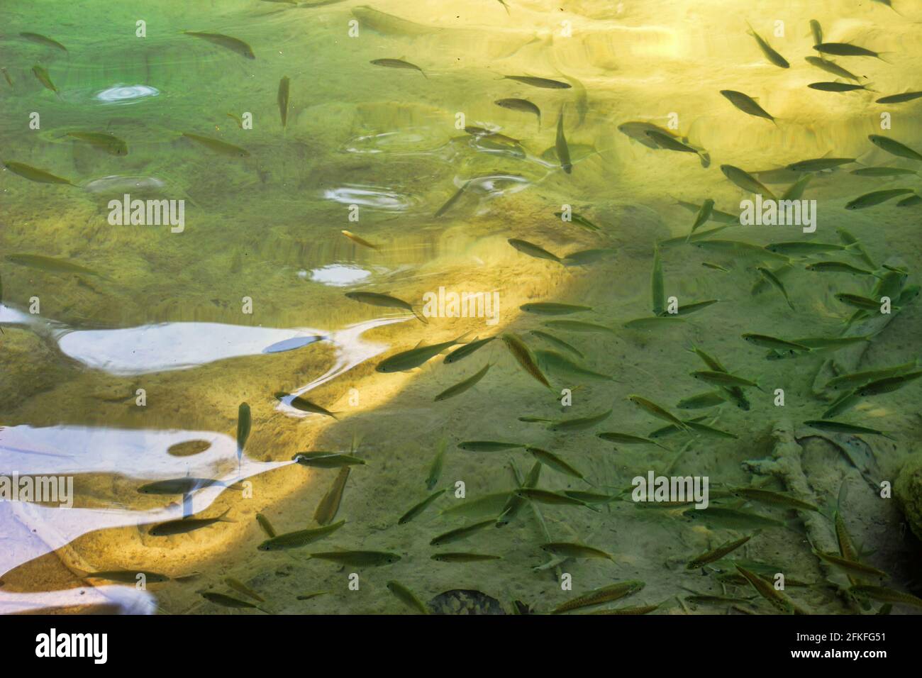 A school of small fish feeds on insects from the surface of the pond. Apparently, mostly Cyprinidae: barbs (Barbus) and danios (Danio). Laos nature Stock Photo