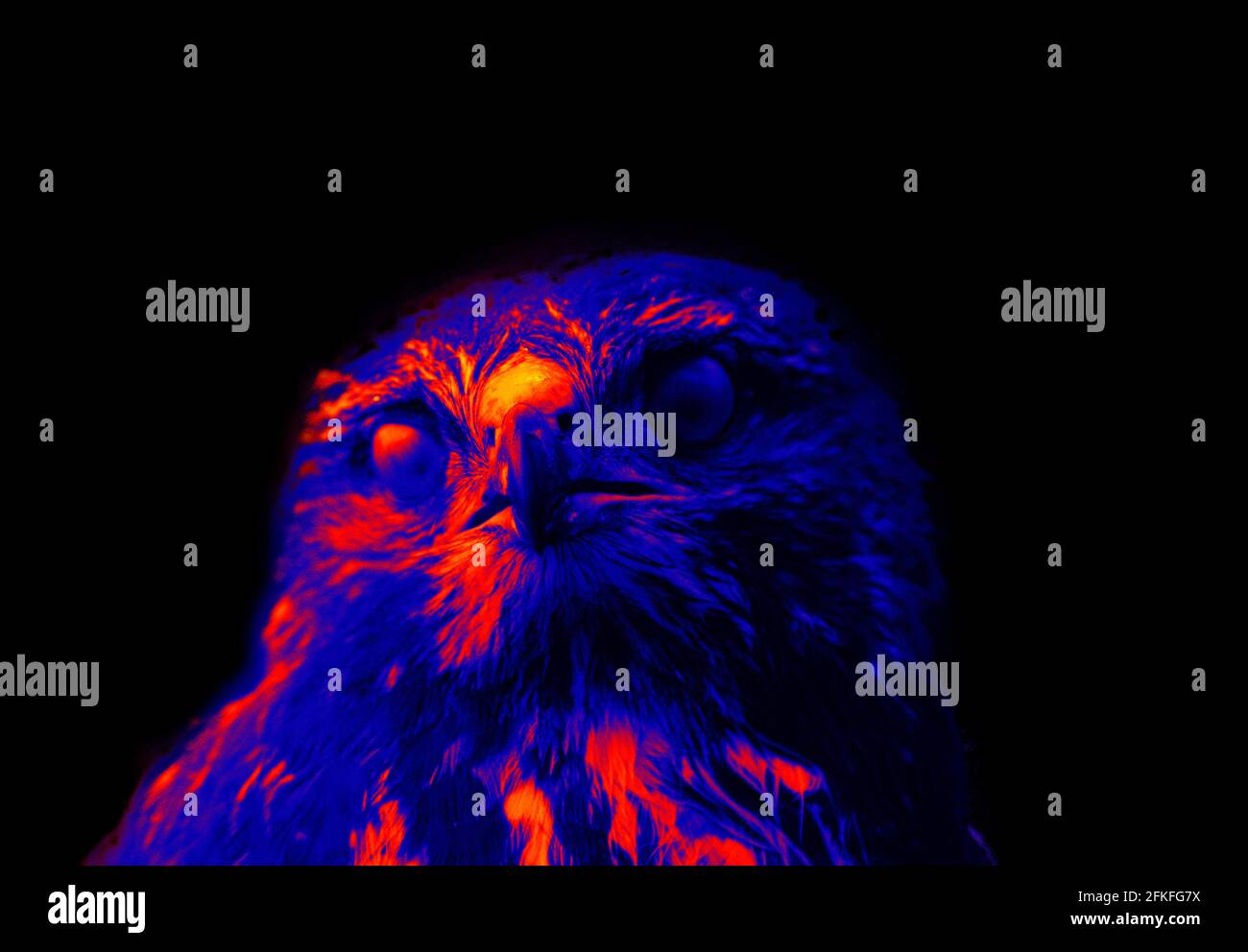 Bird of Prey on black background isolated. Scanning the animal's body