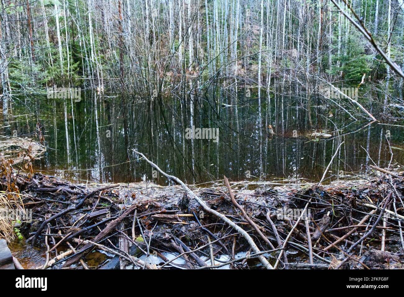 Upgrade-stream side of the beaver dam, Beavers dammed the stream in late autumn after rains Stock Photo