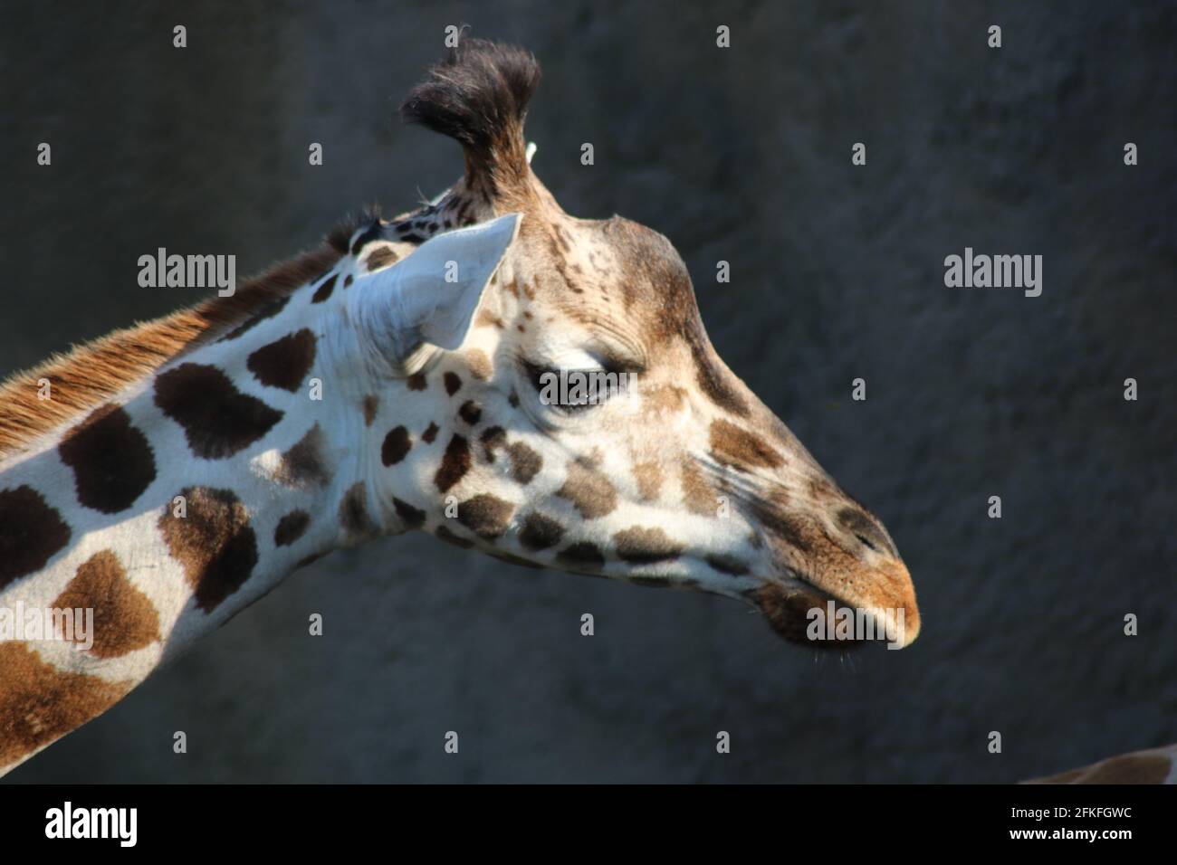 Girafe, Giraffe Stock Photo