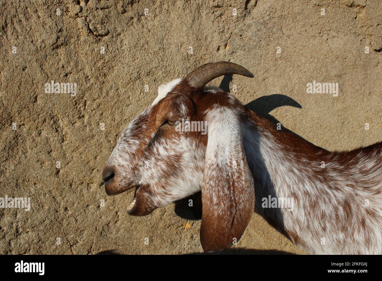 Goat crying hi-res stock photography and images - Alamy