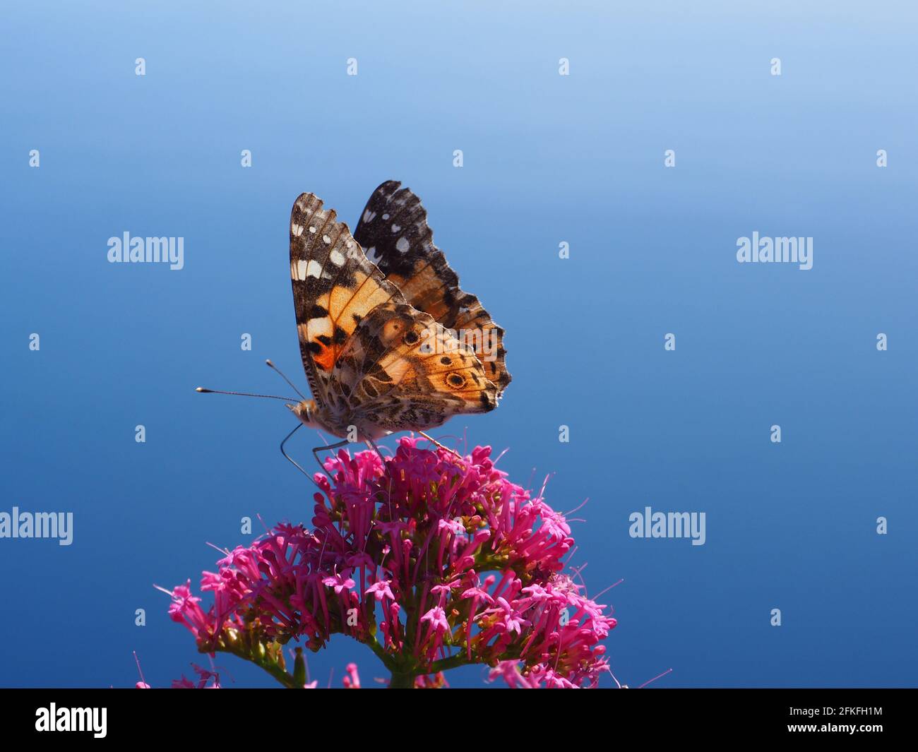 Beautiful 'Painted Lady' Vanessa Cardui butterfly resting on a pink flower in Capri, Italy (2019). Stock Photo