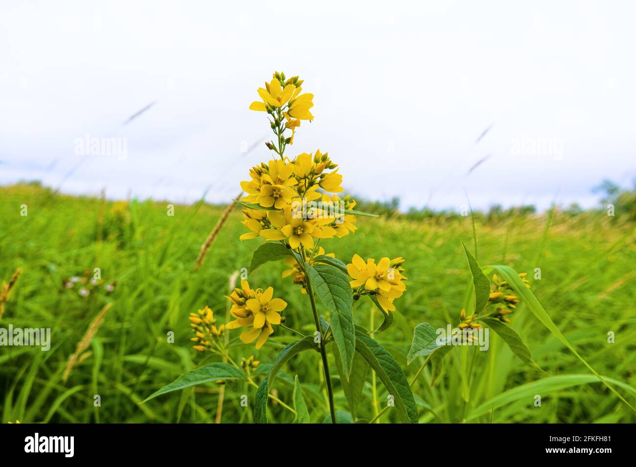 North Haughland. Golden Loosestrife (Willow-wort, Lysimachia vulgaris) on water (bottomland) meadows. The plant contains dyes that were used to color Stock Photo