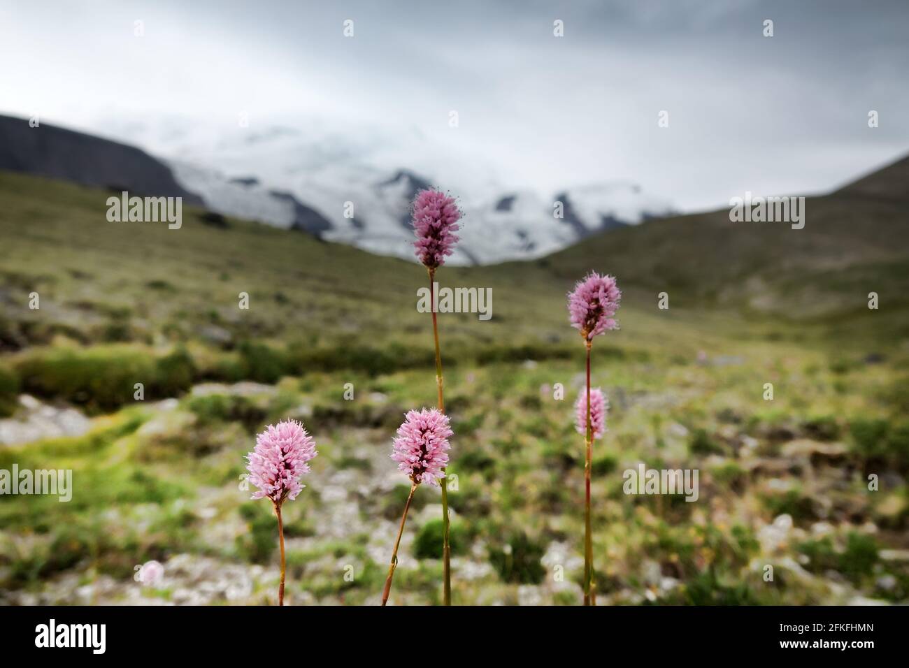 Flowers of Serpent grass (Seneca snakeroot, Bistorta carnea). Mountain valley with views of snow-capped ranges. Side Ridge of Caucasus (3000 m A.S.L), Stock Photo