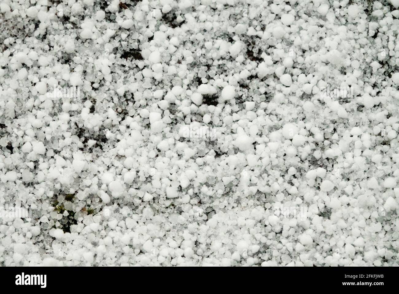 Meteorology. Tapioca snow (graupel, powder snow). Large round dense snowflakes intermediate in density between snow and hail. Spring snowfall Stock Photo