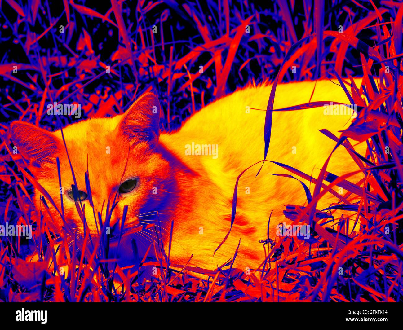 Cat sits on pavement in scientific high-tech thermal imager on night background Stock Photo