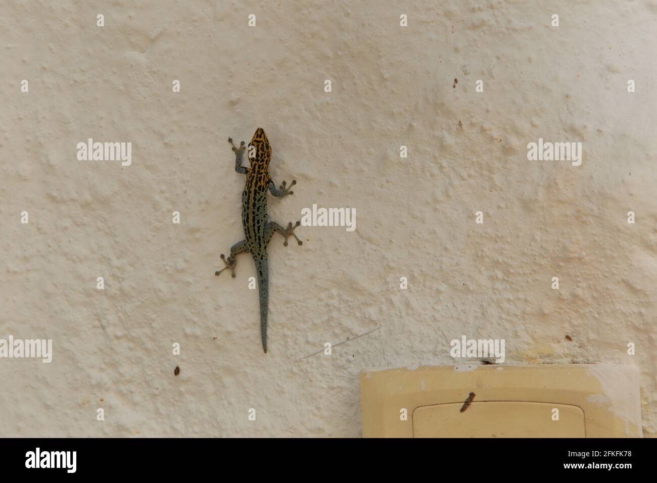 Dwarf gecko in Tanzania Stock Photo