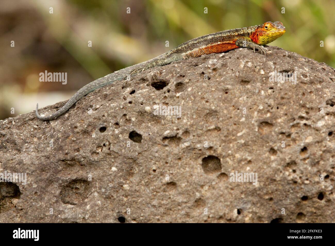 Lava Lizard in the Galapagos Islands, Equador Stock Photo - Alamy