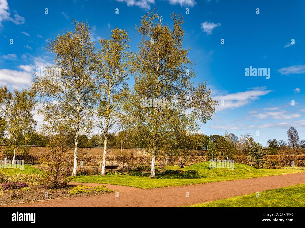 Silver birch trees in Amisfield walled garden in sunshine, East Lothian