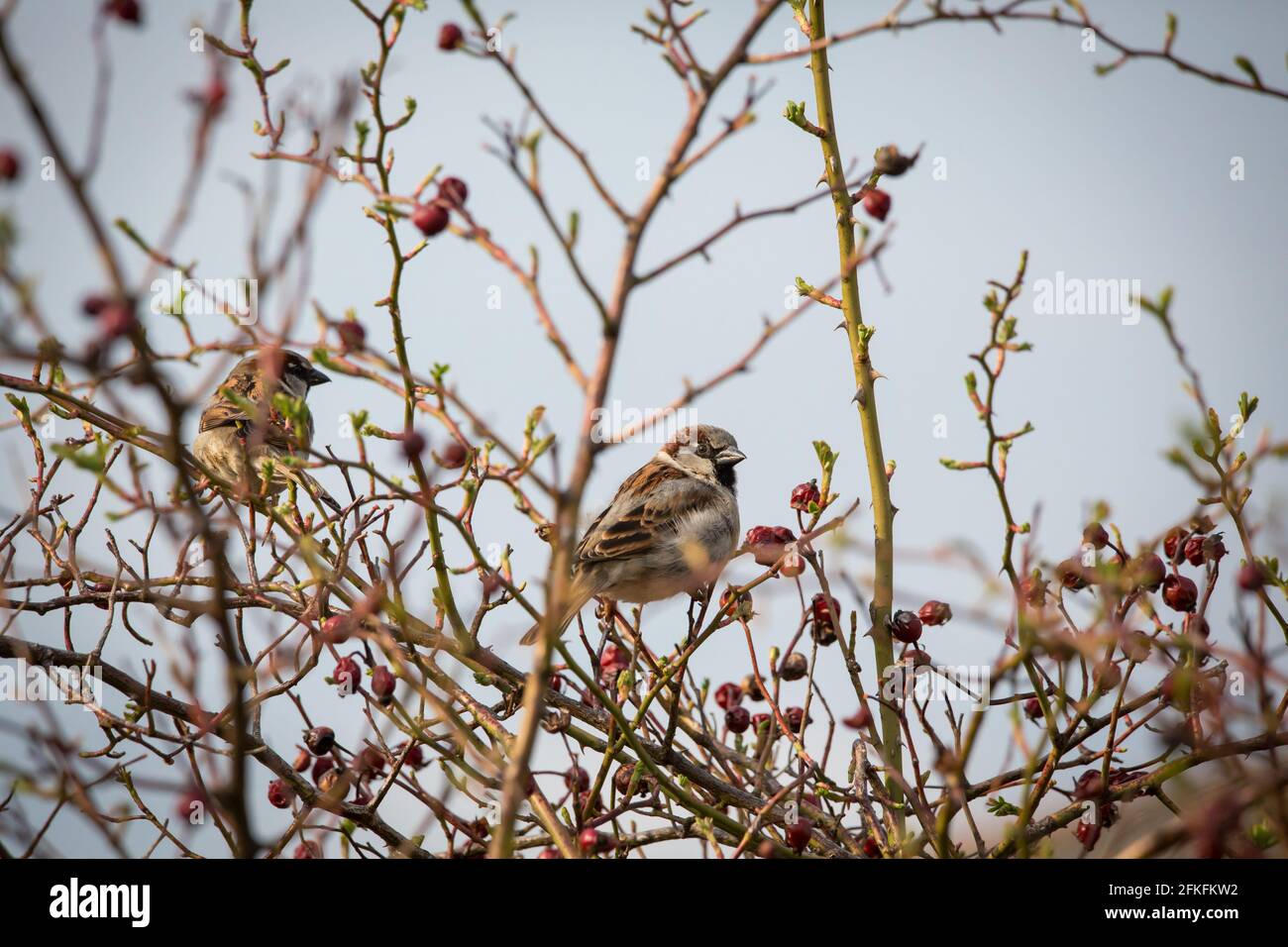 House sparrow sitting in branches (Passer domesticus) Stock Photo