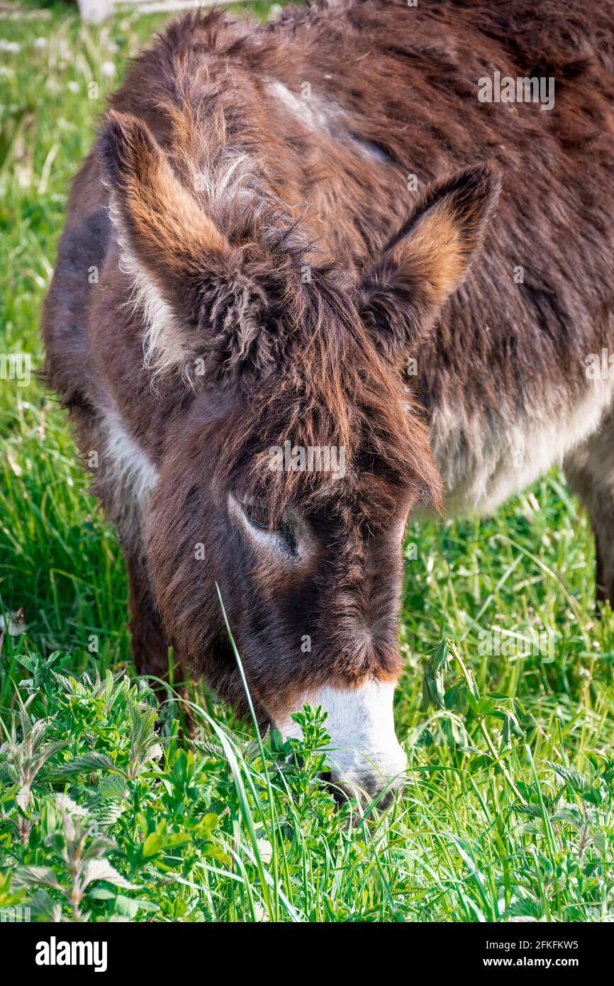 Close-up of a donkey grazing in the green meadows of Asturias.The photo was taken using a mixture of natural and artificial light.The photo is taken i Stock Photo
