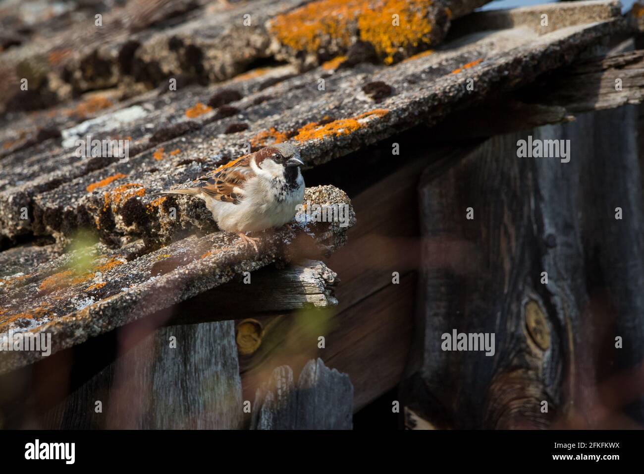 House sparrow on a roof (Passer domesticus) Stock Photo