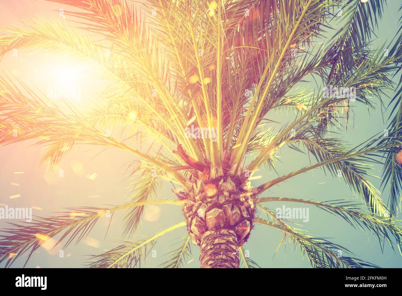 Palm tree in the sun. Summer vacation, modern travel and tourism concept. Stock Photo