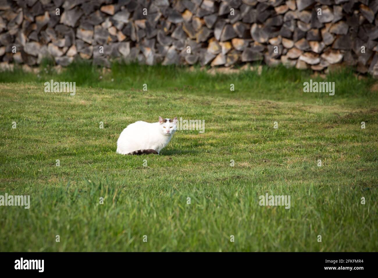 White cat lying on a meadow Stock Photo