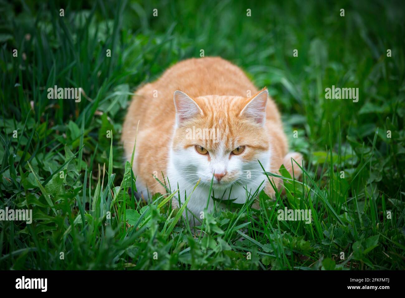 Red tabby tom-cat lying in the grass and observing Stock Photo