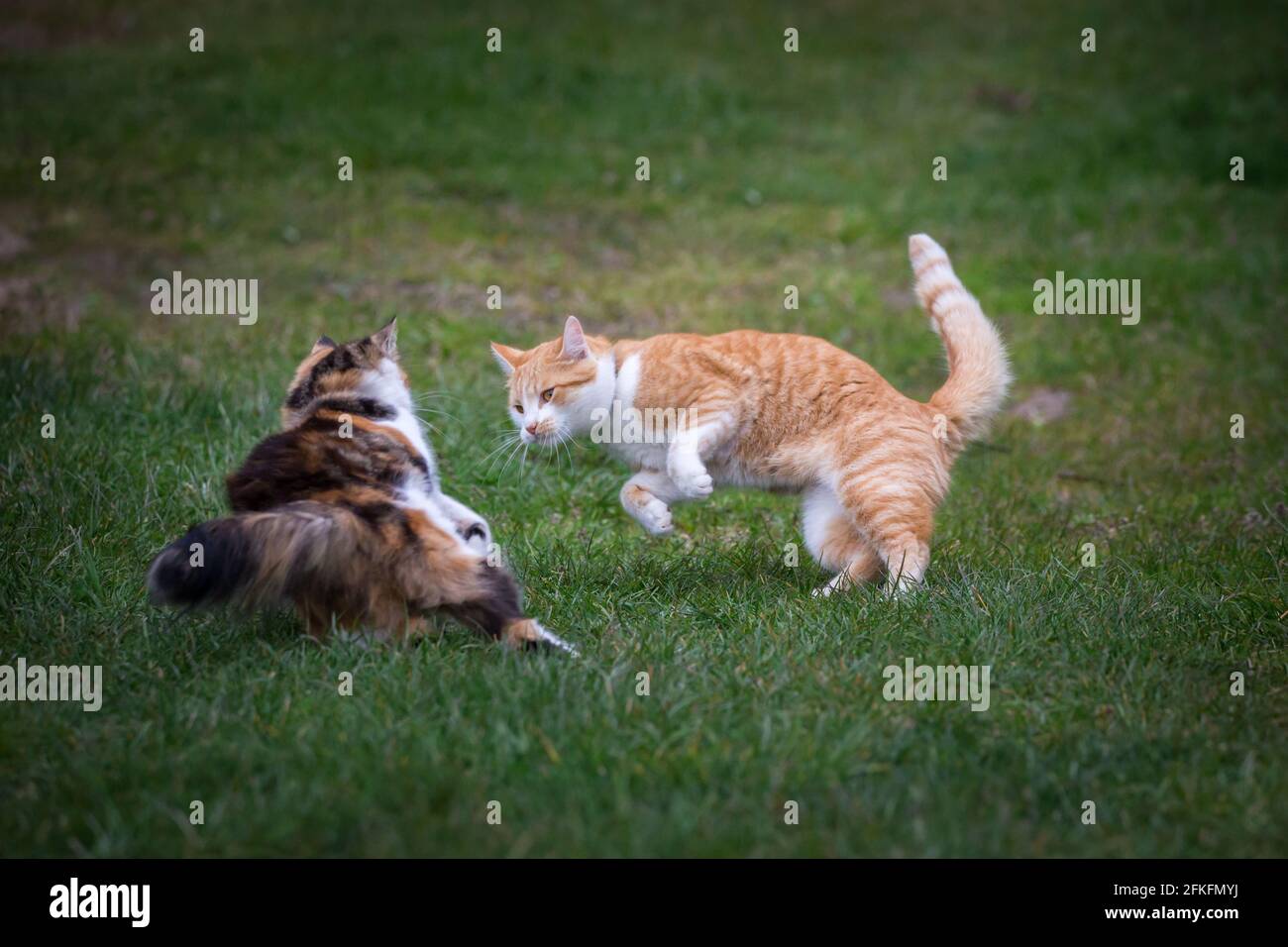 Two cats playing together Stock Photo