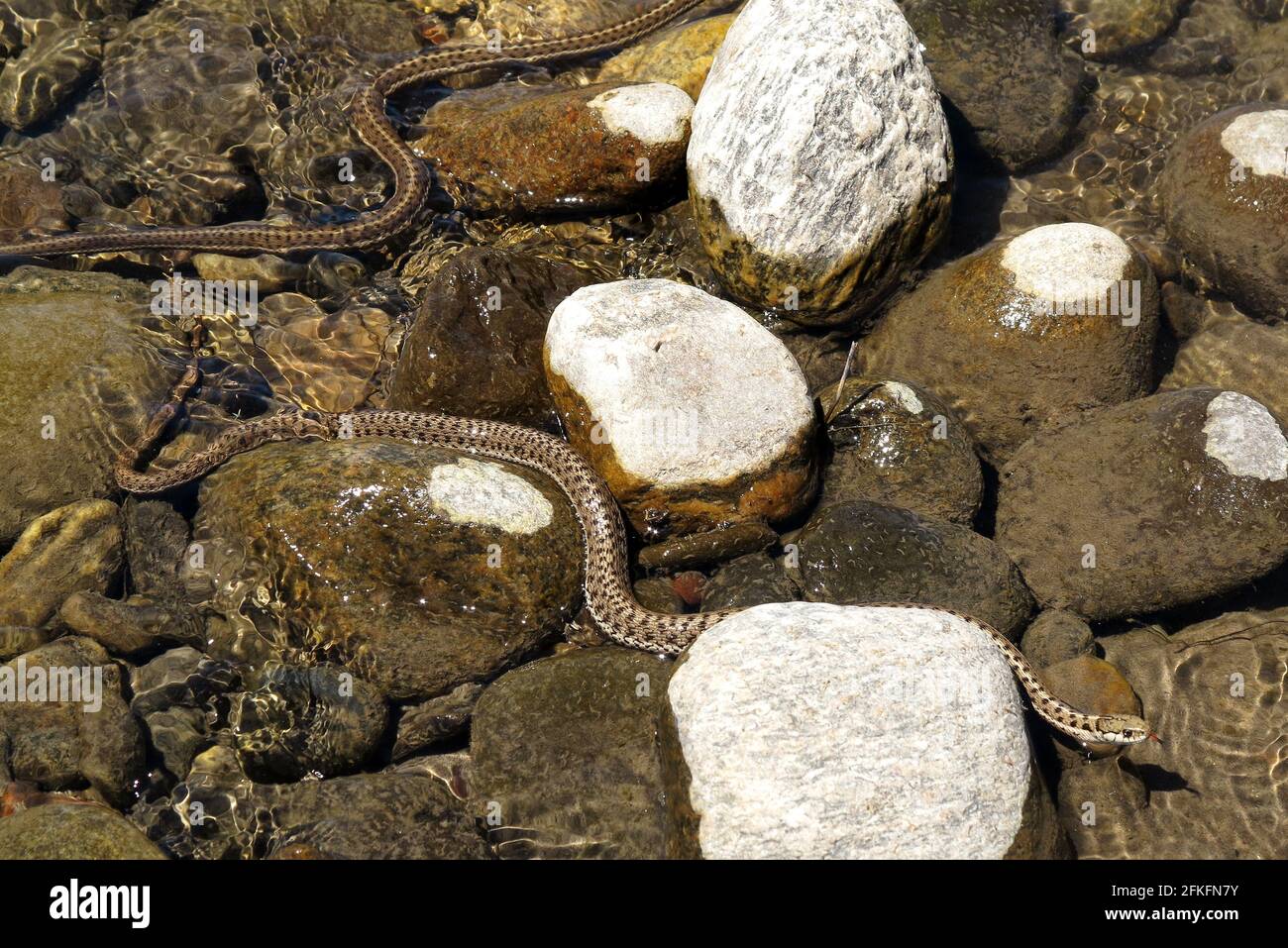 Garter Snakes in a river in Montana, USA Stock Photo Alamy