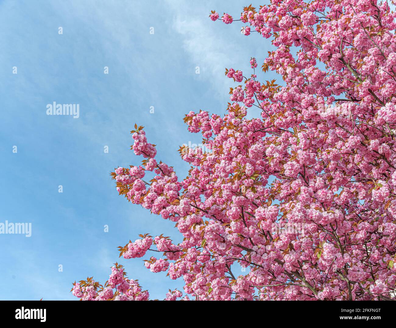 Blooming sakura in spring. Japanese cherry flowers close-up. Stock Photo