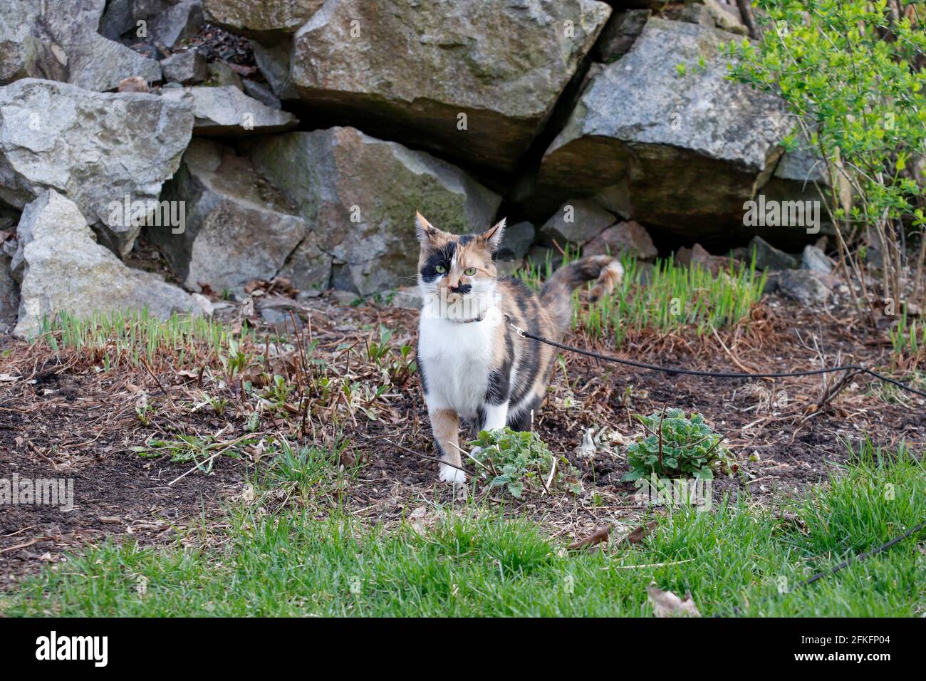 Calico kitten in a garden in spring - funny look on her face as she walks towards the camera with airplane ears and a little stinkface Stock Photo