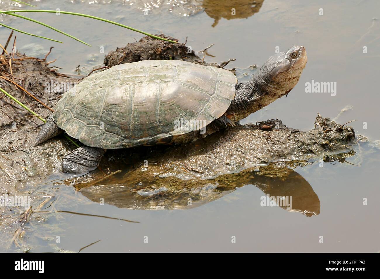 Helmeted Terrapin in the Serengeti National Park, Tanzania Stock Photo ...