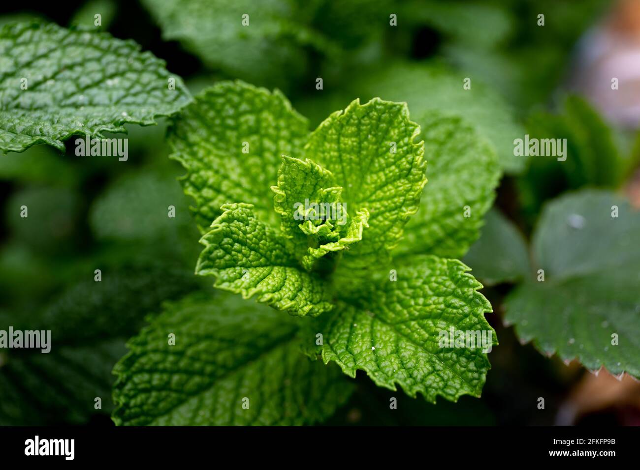 Mint plant growing in garden Stock Photo Alamy
