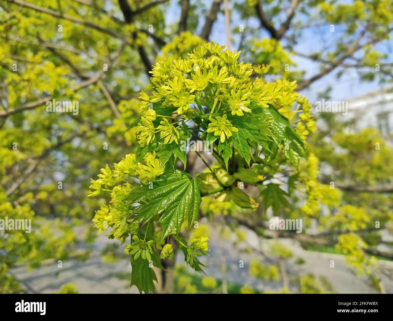 Spring Maple Tree Branch Blooming flowers maple trees hi-res stock photography and images - Alamy