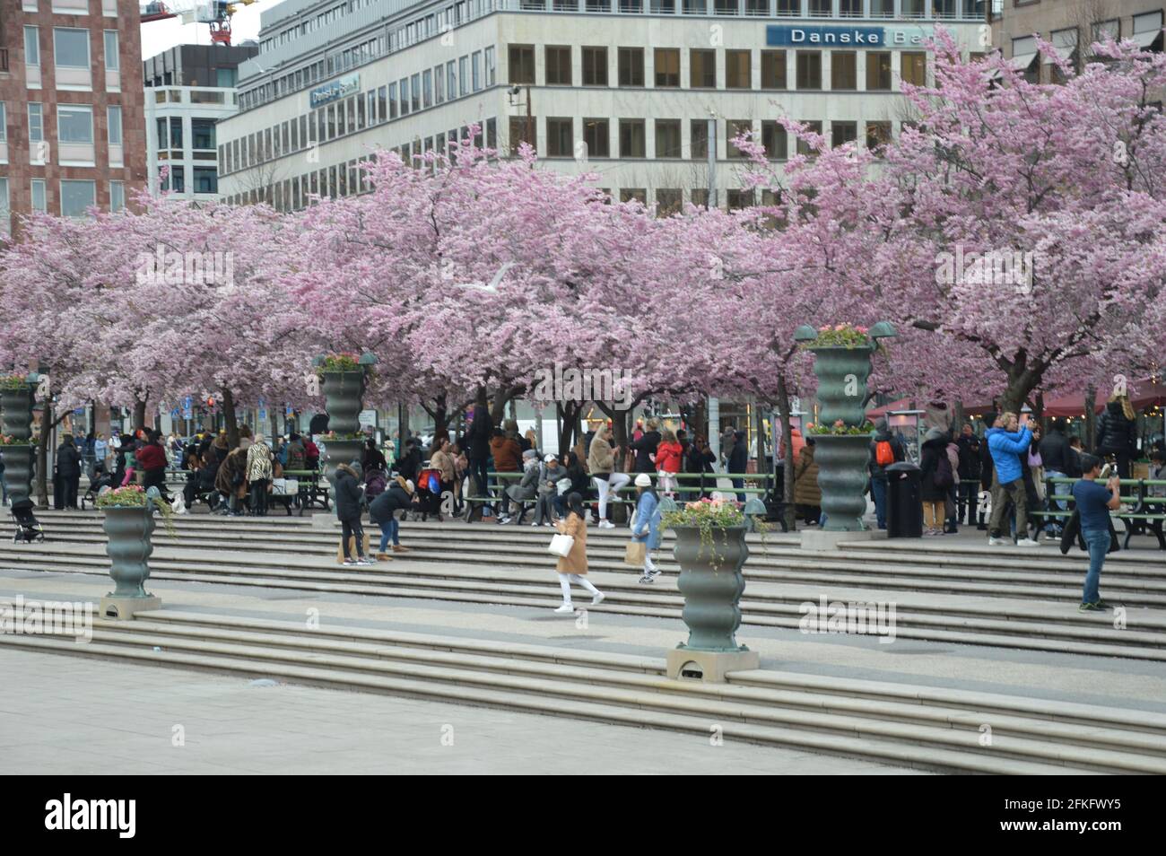 Cherry blossoms in Stockholm 2021 Stock Photo Alamy