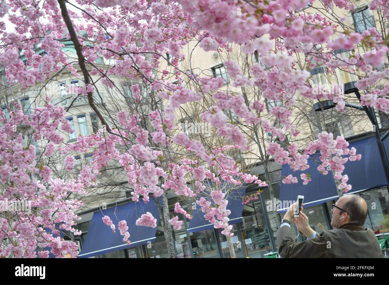 Cherry blossoms in Stockholm 2021 Stock Photo Alamy