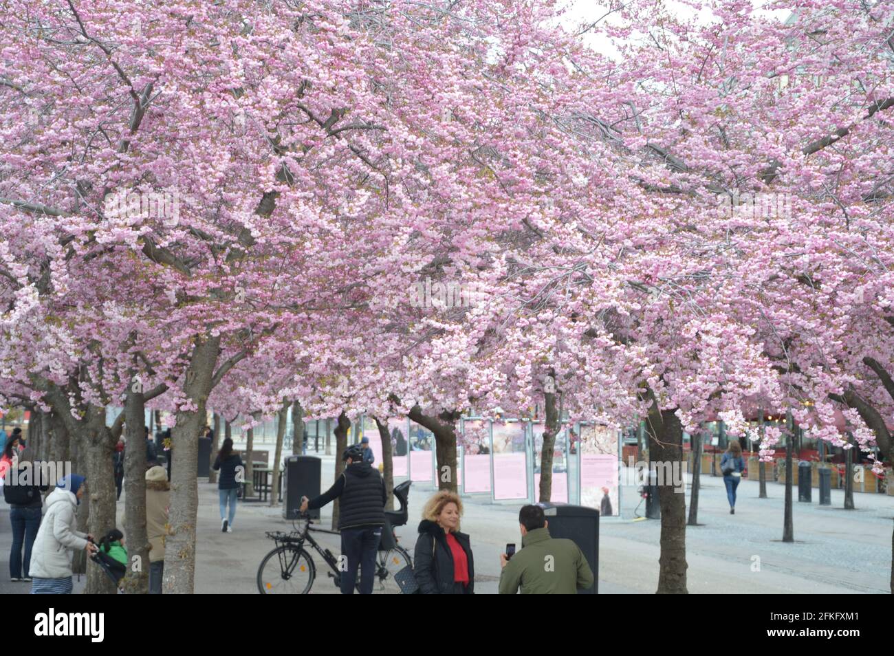 Cherry blossoms in Stockholm 2021 Stock Photo Alamy