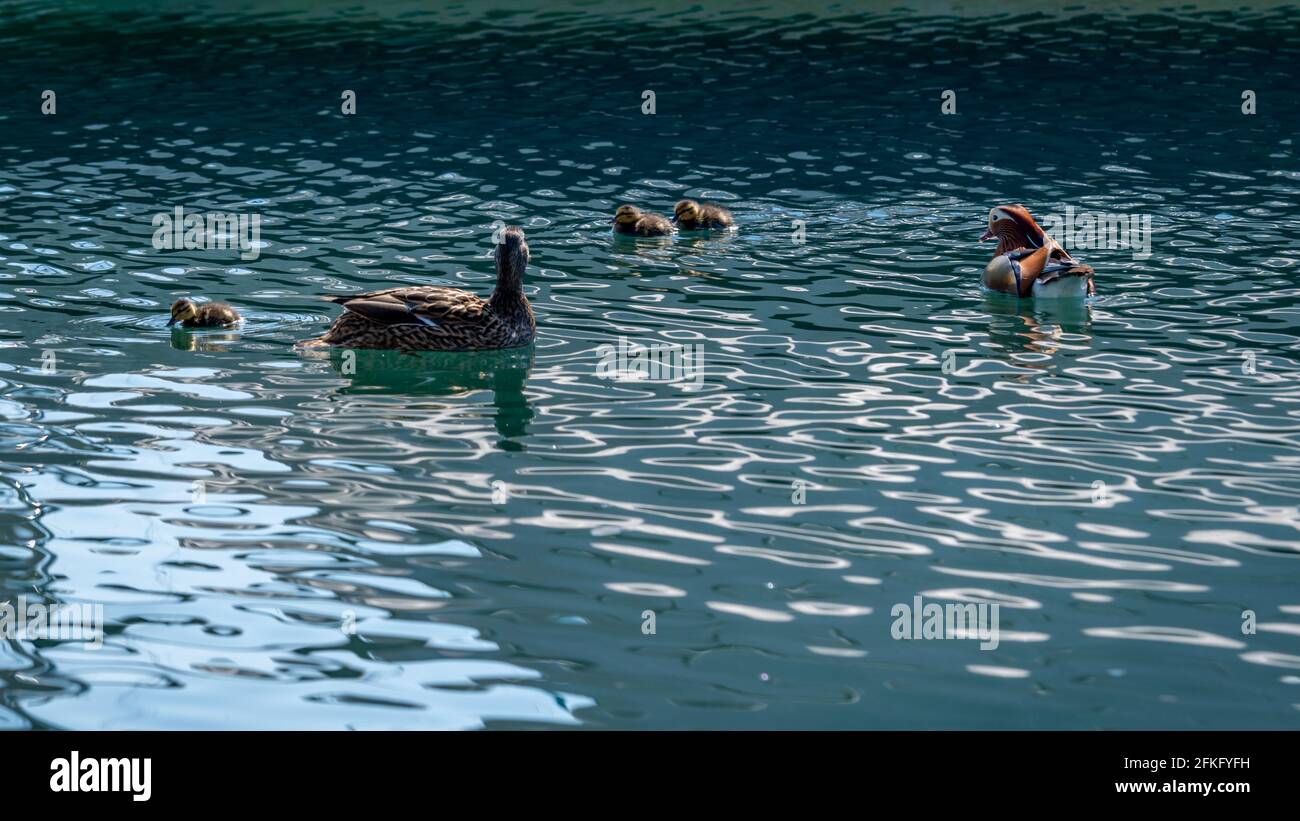Family of mandarin ducks with ducklings swimming in water in sunny day. Aix galericulata. Lake Geneva, Switzerland. Beauty in nature. Stock Photo