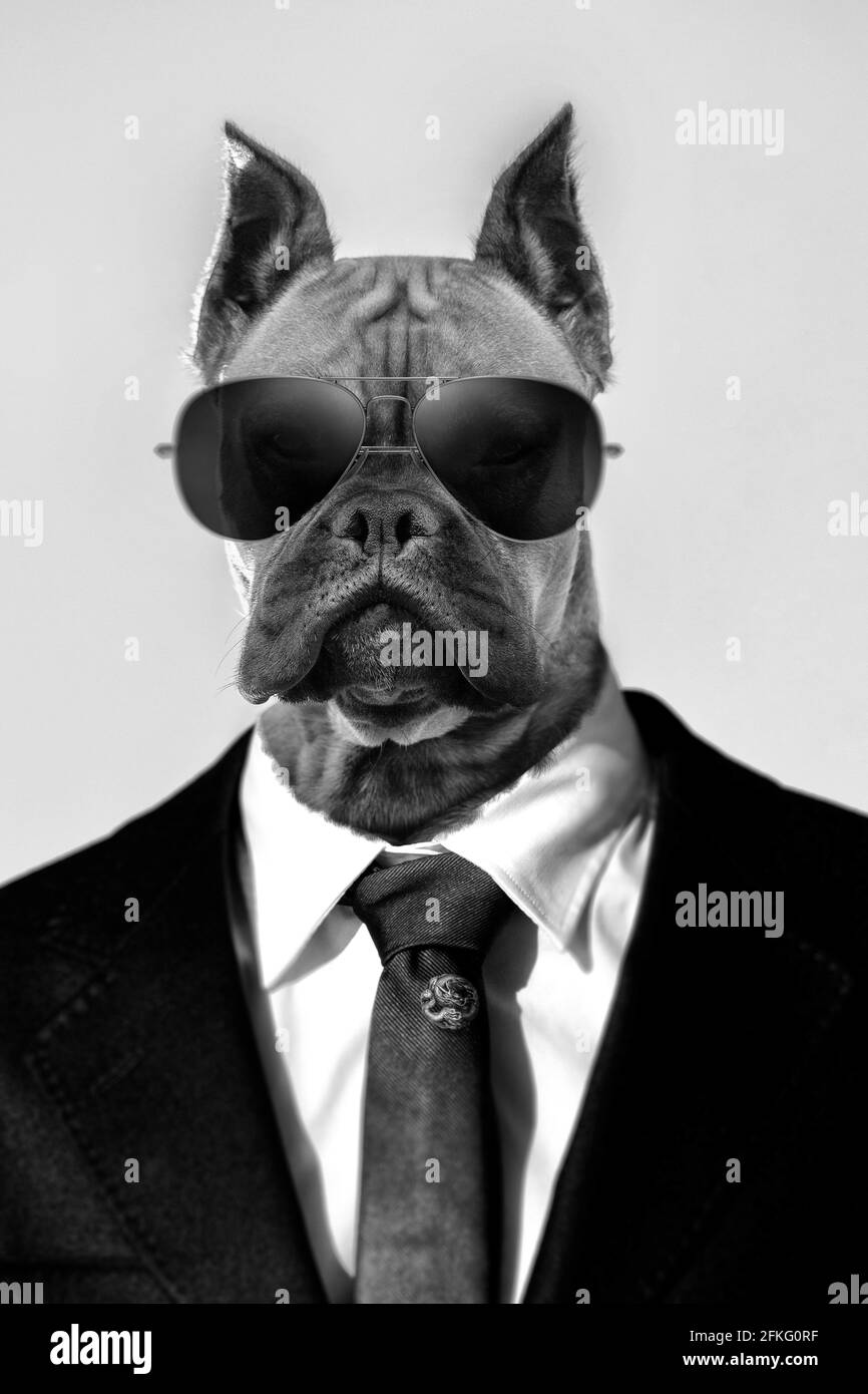 Portrait of a beautiful boxer dog breed over a light blue sky in a suit and dark sunglasses. Stock Photo