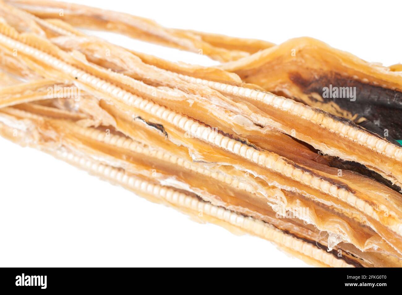 Dried blackmouth catshark (Galeus melastomus) or known as litao in the city of olhao, portugal. Stock Photo